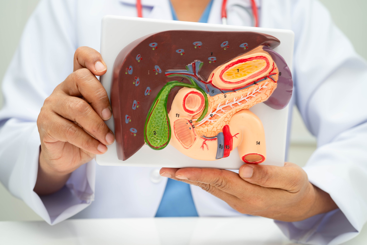 A doctor holding a model of a liver