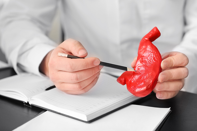 A gastroenterologist pointing to a model of a stomach