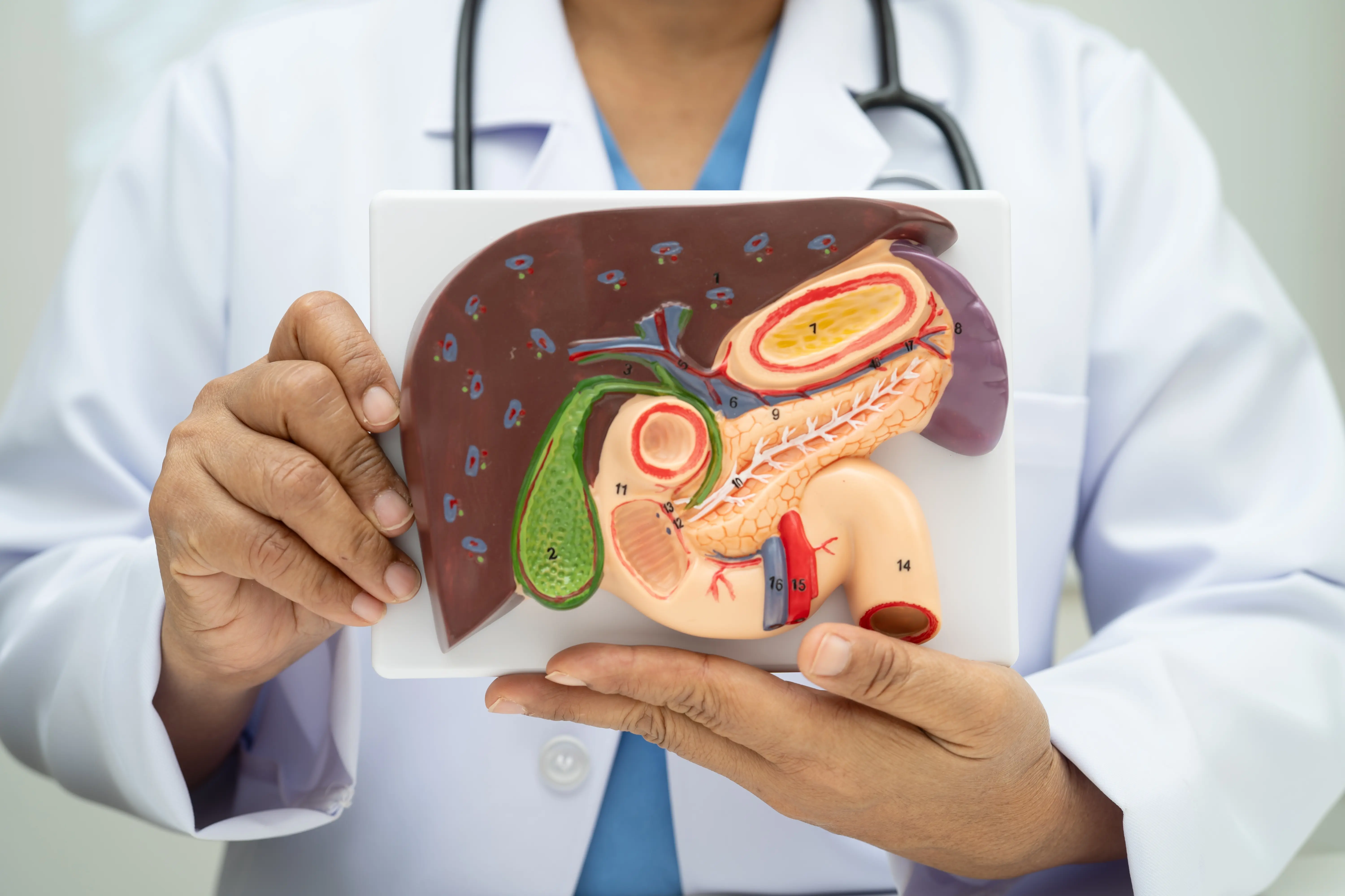 A gastroenterologist holding an anatomical model of the pancreas and liver